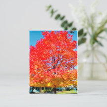 Fire Of Life, Bright, Colourful, Tree In Fall
