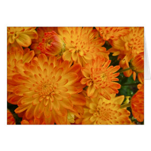 Fire Orange Chrysanthemums