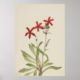 Fire Pink (Silene virginica) Poster