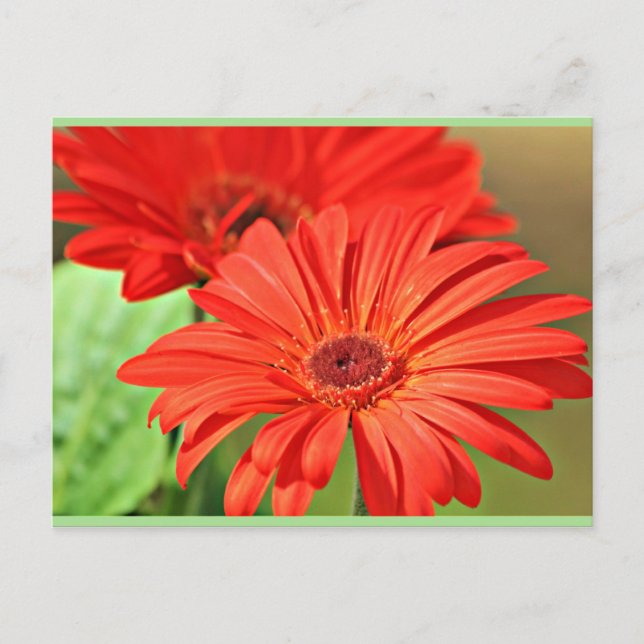 Fire Red Gerbera Daisy, colourful flower Postcard (Front)