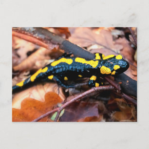 Fire salamander postcard