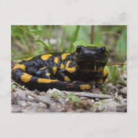 Fire Salamander