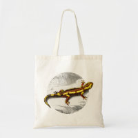 Fire Salamander - Salamandra