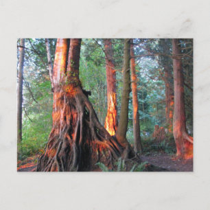 Fire Trees Postcard