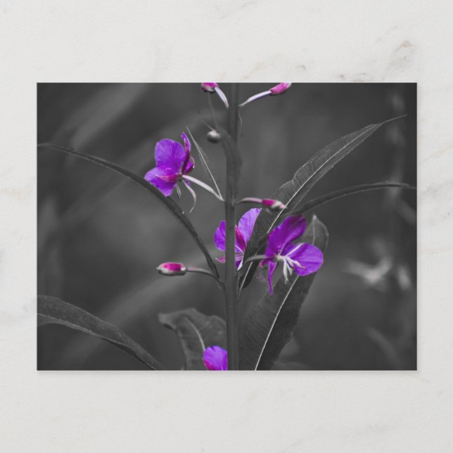 Fire Weed Mugshot Post Card (Front)