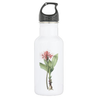 fireball lily(Haemanthus multiflorus) by Redouté 532 Ml Water Bottle