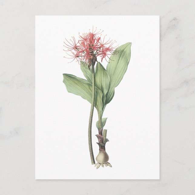 fireball lily(Haemanthus multiflorus) by Redouté Postcard (Front)