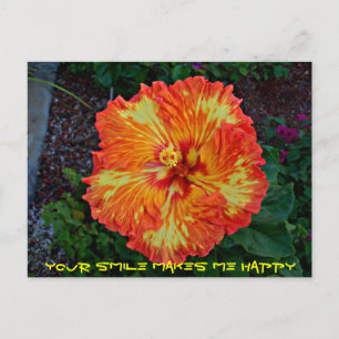 Firecracker Fiesta Hibiscus Postcard