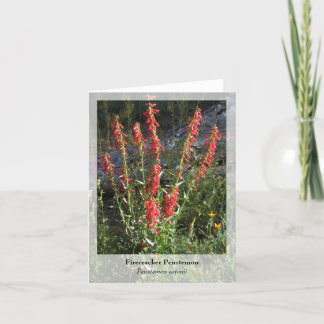 Firecracker Penstemon - Carte pour notes natif