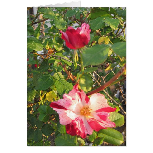 Firecracker Rose (Front)