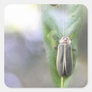 Firefly - Photuris Pyralis Square Sticker