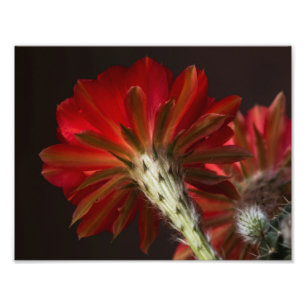 Firelight all around photo print