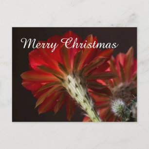 Firelight Cactus all around , Merry Christmas Holiday Postcard