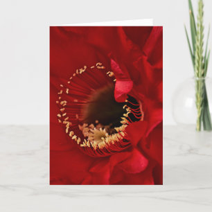 Firelight Cactus flower Holiday Card