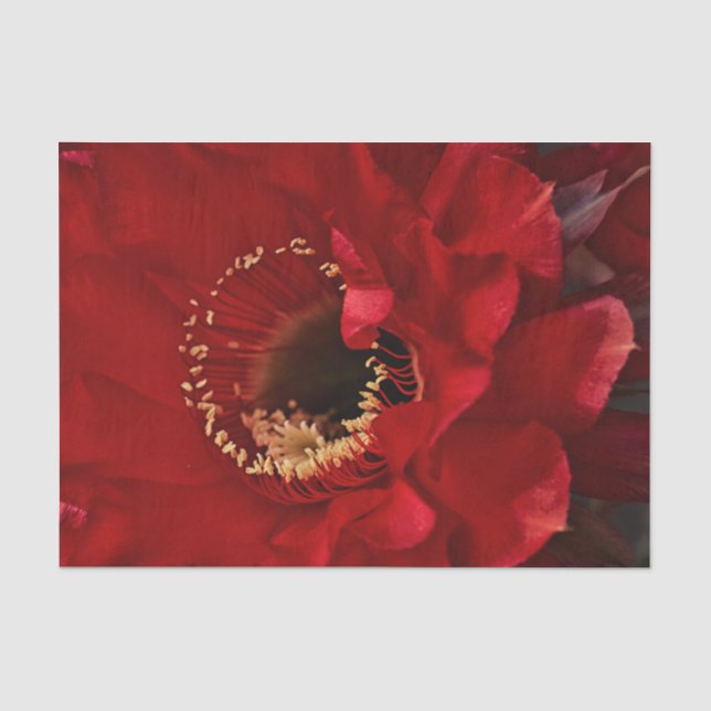 Firelight Cactus flower Tissue Paper (Front)