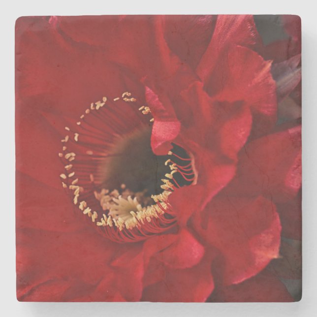 Firelight cactus stone coaster (Front)