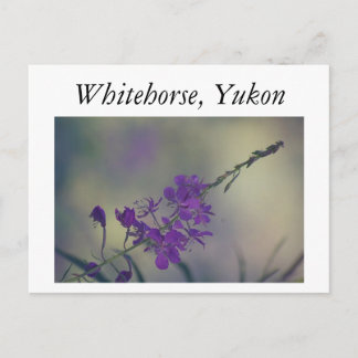 Fireweed, Fox Lake, Whitehorse, Yukon Postcard