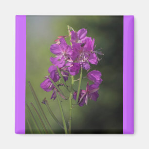 Fireweed Magnet
