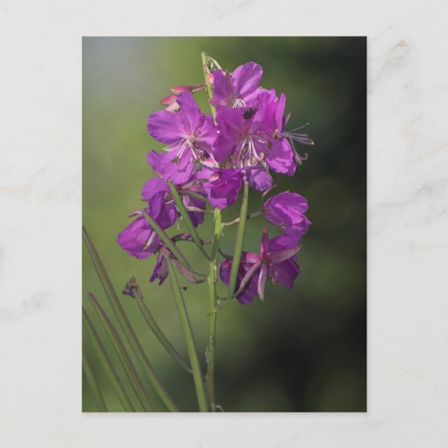 Fireweed Postcard (Front)