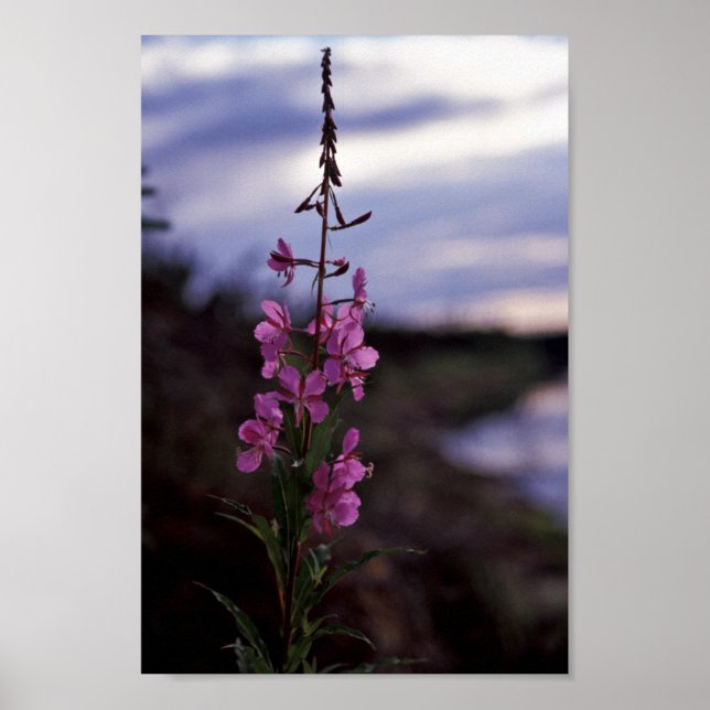 Fireweed Poster (Front)