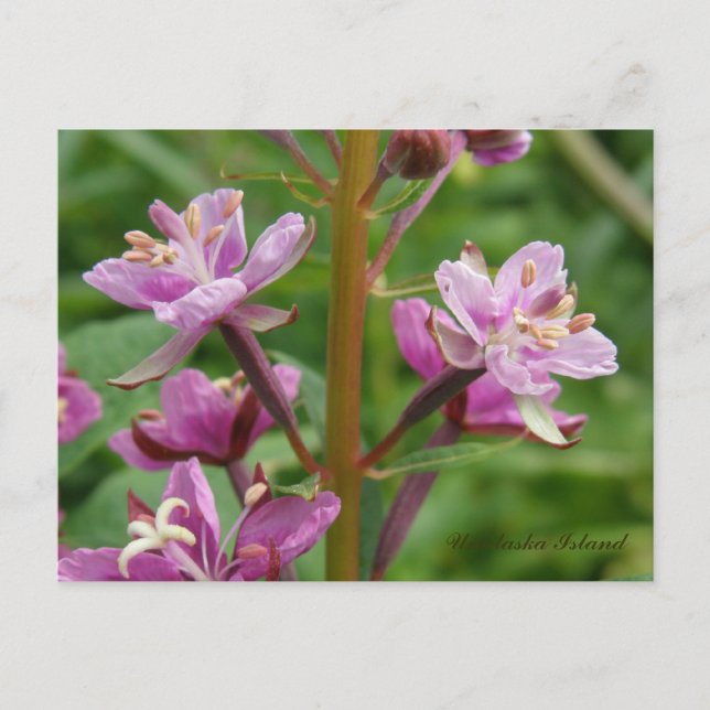 Fireweed Variegated Blossoms, Unalaska Island Postcard (Front)
