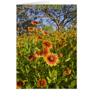 Firewheels Gaillardia pulchella) wildflowers