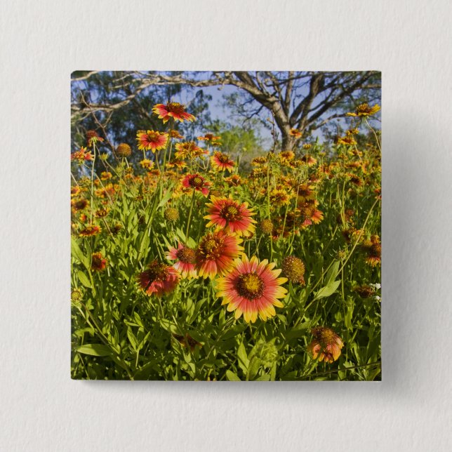 Firewheels Gaillardia pulchella) wildflowers 2 Inch Square Button (Front)