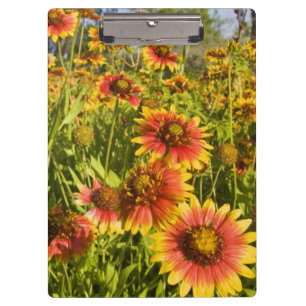 Firewheels Gaillardia pulchella) wildflowers Clipboard