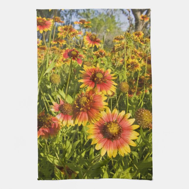 Firewheels Gaillardia pulchella) wildflowers Kitchen Towel (Vertical)