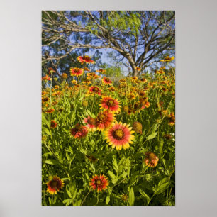 Firewheels Gaillardia pulchella) wildflowers Poster