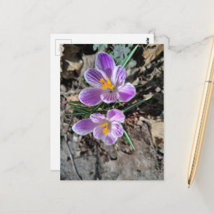 First Flowers of Spring 2026 Purple Crocus  Postcard