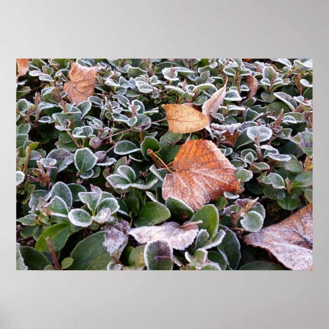 first frost poster (Front)