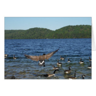 First goose to fly, geese on lake Arrowhead