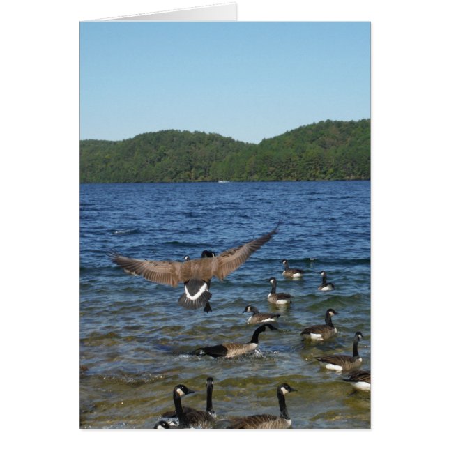 First goose to fly, geese on lake Arrowhead (Devant)