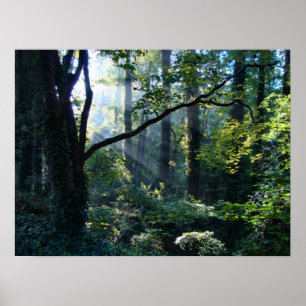 First Light Print