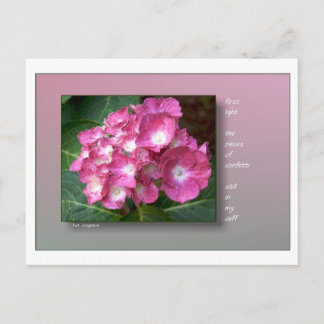 First Light with Hydrangeas Postcard