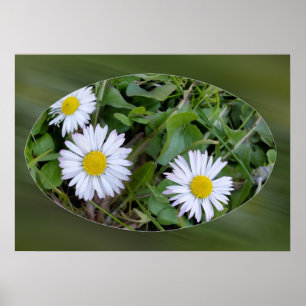 first little daisies poster