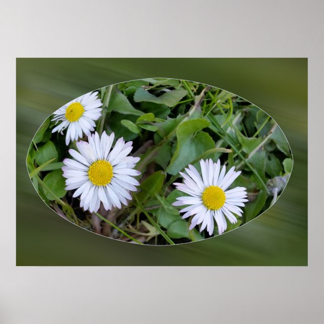 first little daisies poster (Front)