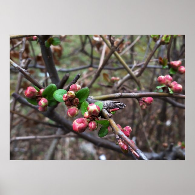 First pink buds poster (Front)