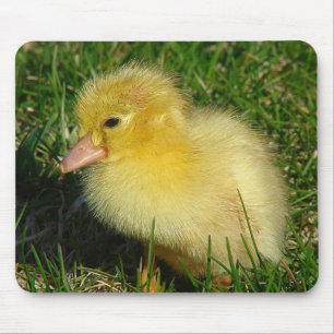 First Scovie of the Season Mouse Pad