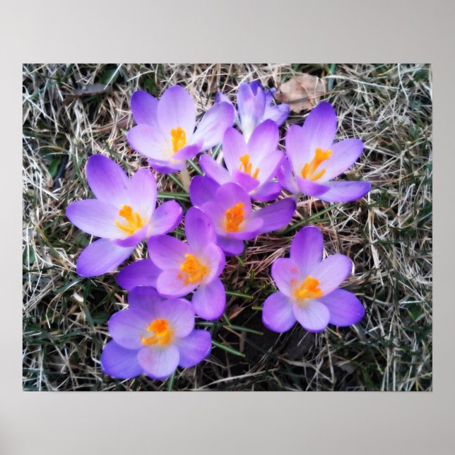 FIRST SIGNS OF SPRING  (Front)