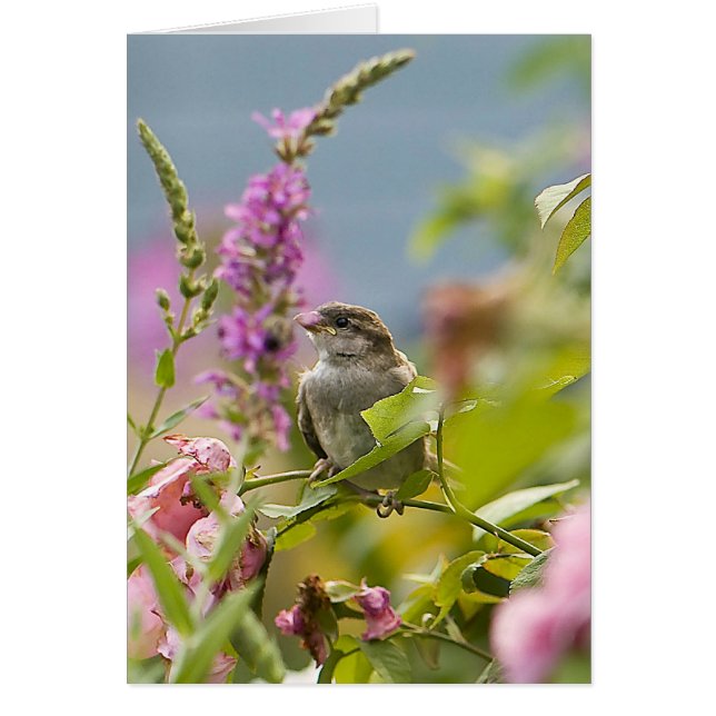 First Spring (Front)