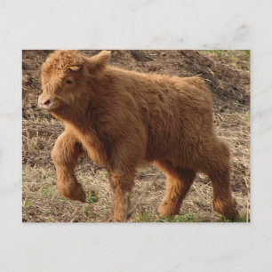 first steps postcard