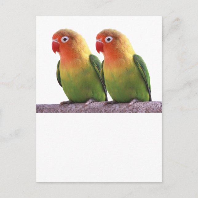 “Fischer's Lovebird” Postcard (Front)