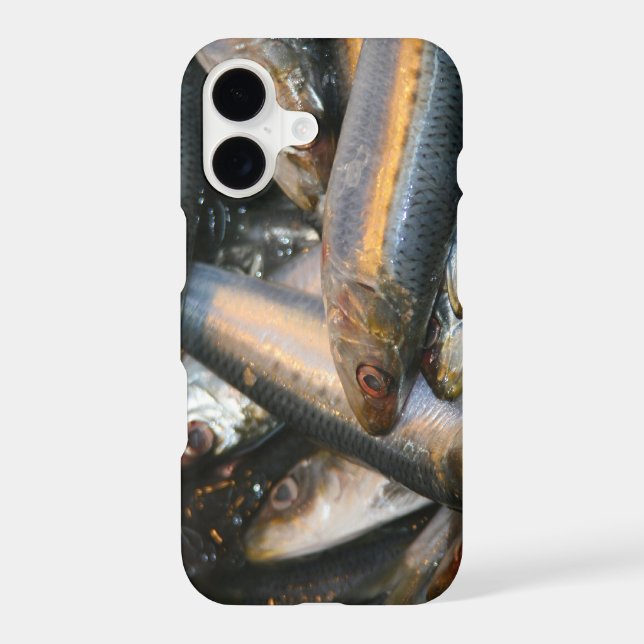 fish (Back)