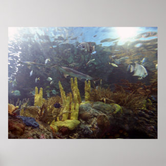 Fish2 Poster