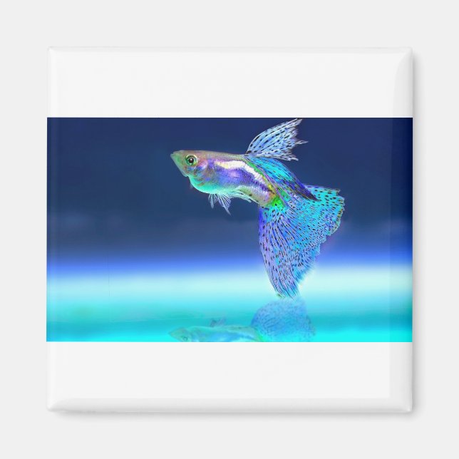 fish-2358741_1920 magnet (Front)