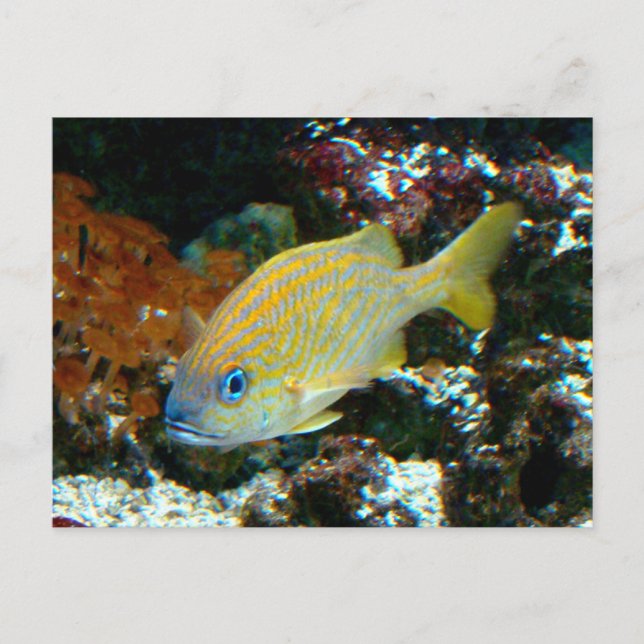 fish 2 Postcard (Front)