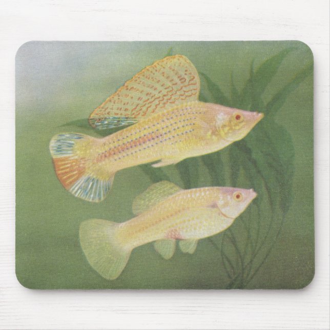 Fish - Albino Mollies - Poecilia latipinna Mouse Pad (Front)
