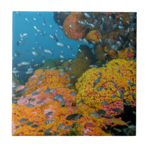 Fish Among Coral Reef Tile